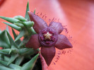 Orbea semota v. orientalis (7)