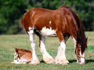 clydesdale-mare-and-foal