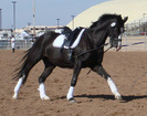 peruvian-horse