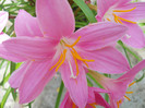 zephirantes