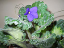 violeta