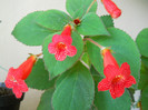 kohleria