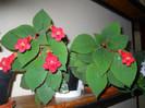 kohleria