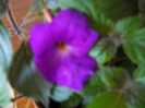 achimenes