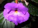 achimenes