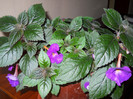 achimenes