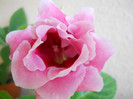 gloxinie FLORENTINA37