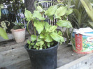 pui de fuchsia