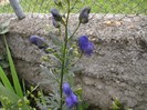 Aconitum