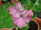 Geranium Appleblossom (2011, July 03)