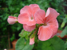 Geranium Deep Salmon (2011, Jul.03)