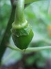 Orange Habanero Pepper (2011, July 01)