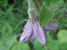 Eggplant Early Purple (2011, July 01)