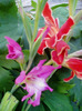 Gladiole pitice