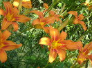 DSCI0623