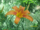 DSCI0625