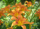 DSCI0627