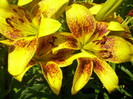 DSCI0641