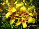 DSCI0644