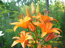 DSCI0756