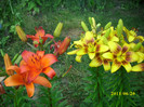 DSCI0757