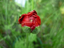 P1120852