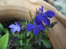 lobelia