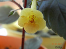 Yellow Beauty 07-07-2011