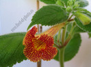 Achimenes Antirrhina 4