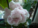Koketka pink