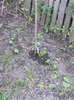 7 iulie 2011 007