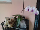 Phalaenopsis 2010