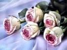 trandafiri deosebiti cu alb si cu mov