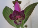 Kohleria An\'s Facial Tattoo 2