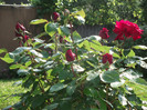 standard rose1