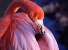 beautiful_flamingo