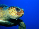 big_sea_turtle