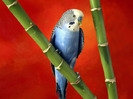 blue-parrot