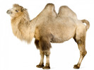 camel_looking_ahead