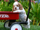 cocker_spaniel_puppy