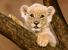 cub_lion