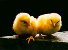 cute_chicken