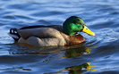 green_head_duck