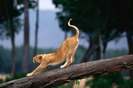 lion_morning_exercise