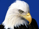 noble_eagle