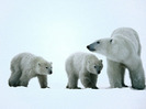 polar_bears