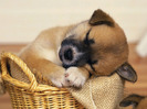 sleeping_puppy