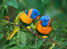 rainbow_lorikeets