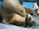 sea_lion_smooch