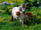 shetland_pony